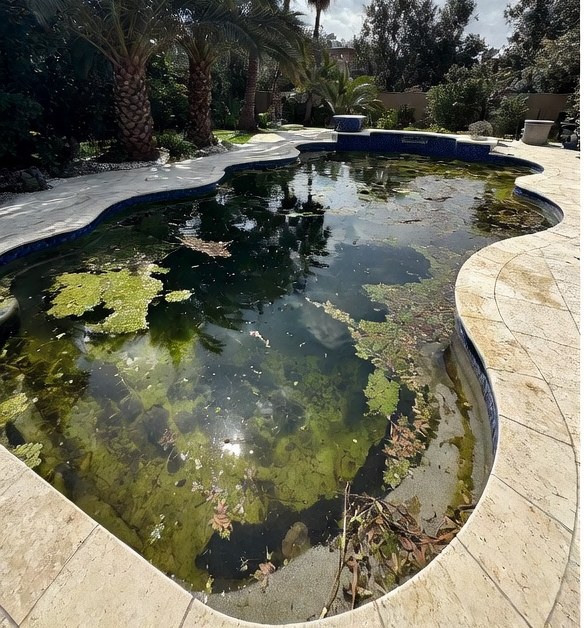 Home swimming pool with heavy green algae before Paradise Pools service